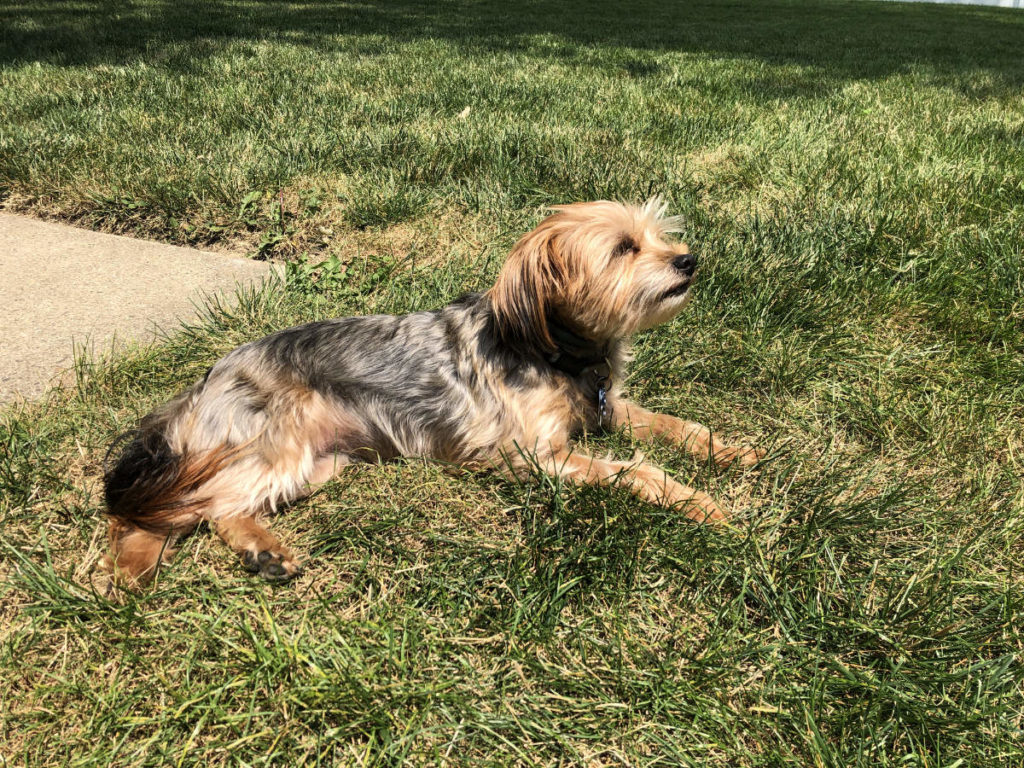Macy Lounging in Grass 2021 08 07 13.35.17