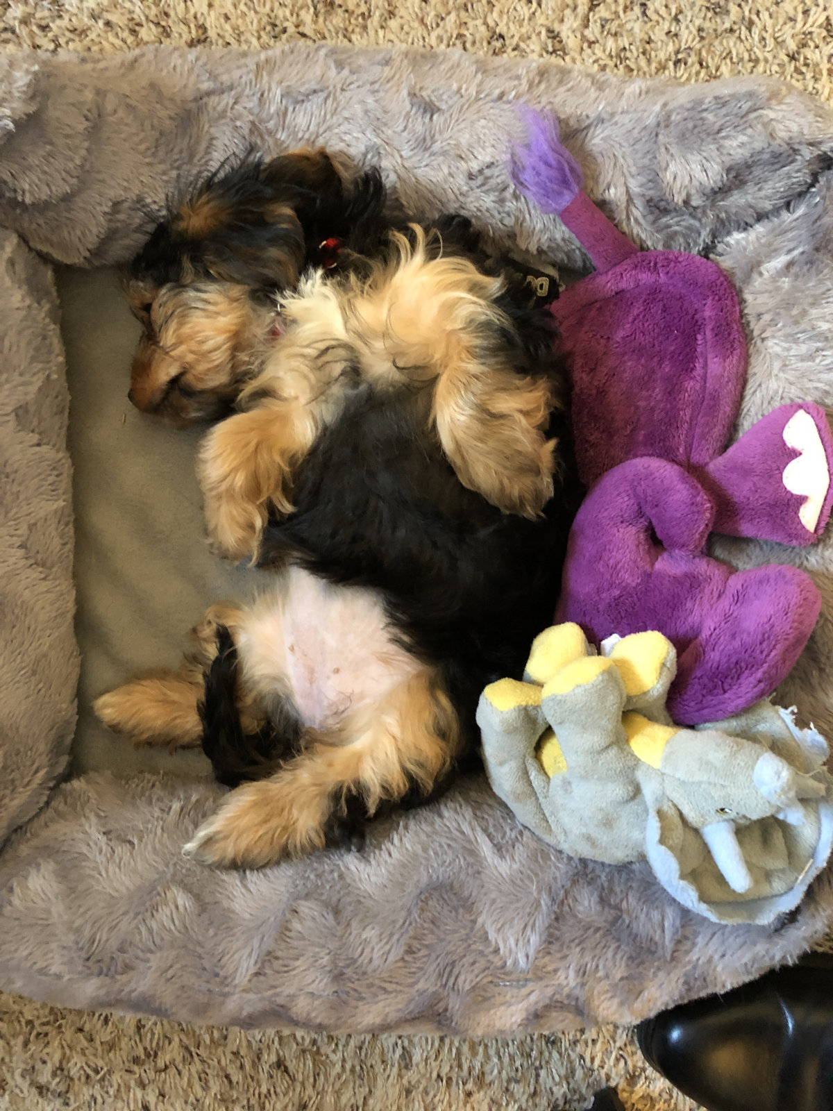 Yorkie Napping Position 27
