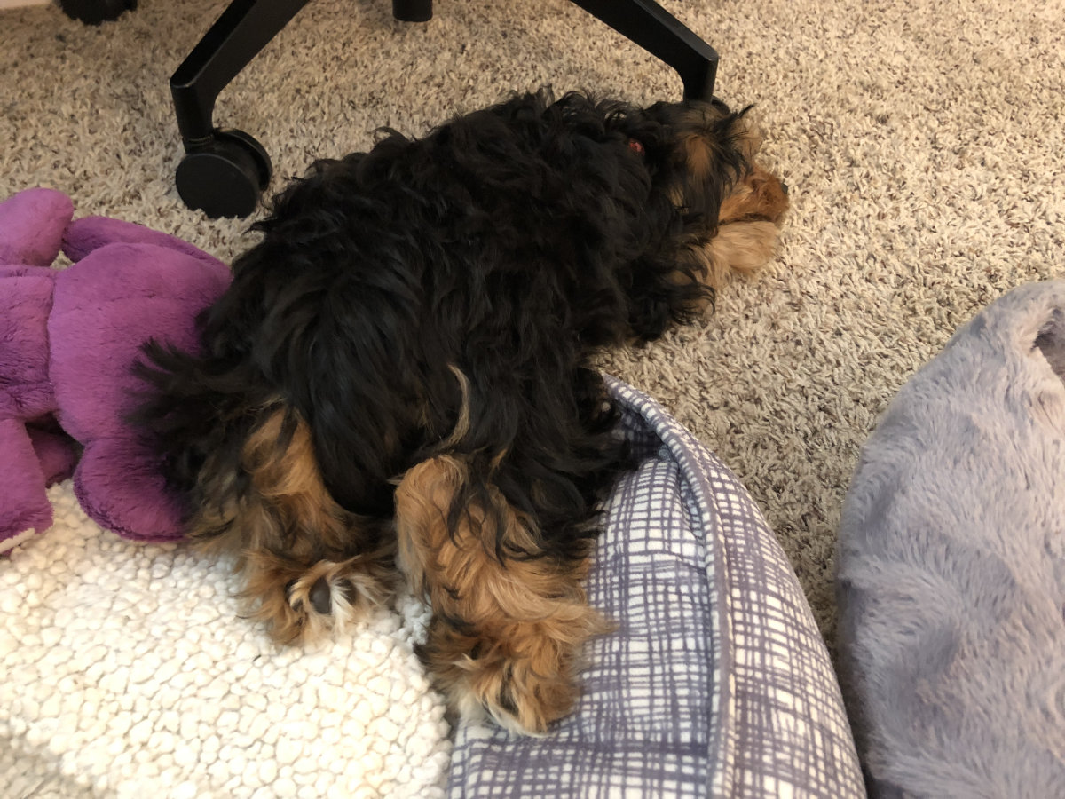 Yorkie Napping Position 32