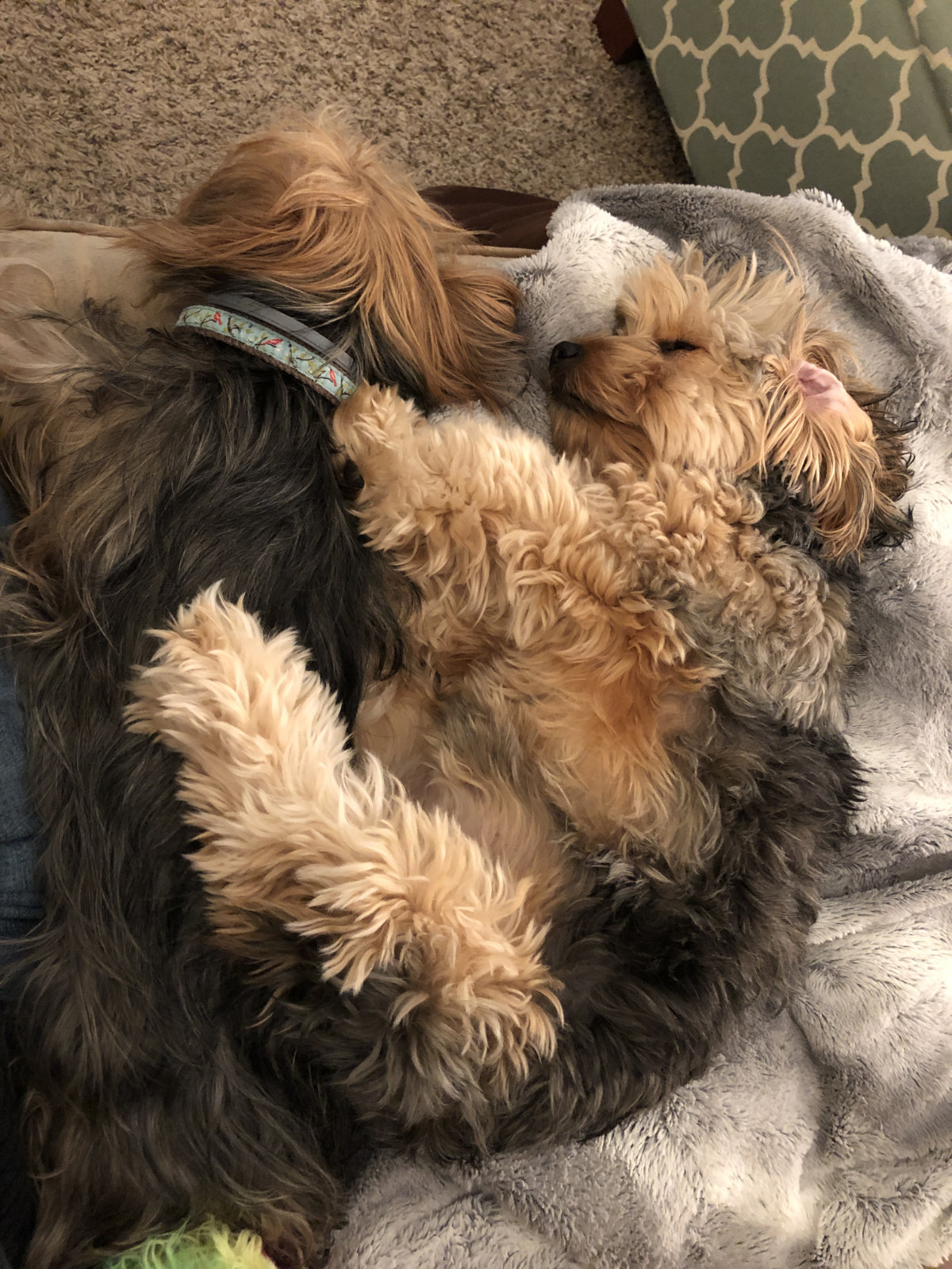 Yorkie Napping Position 42