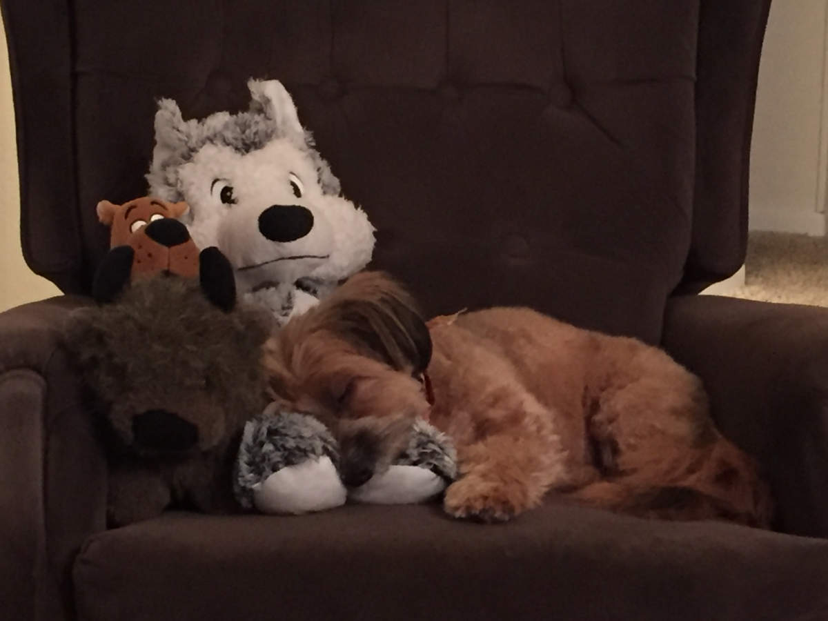 Molly P Napping with Stuffed Animals Nov 18 10 52 15 PM