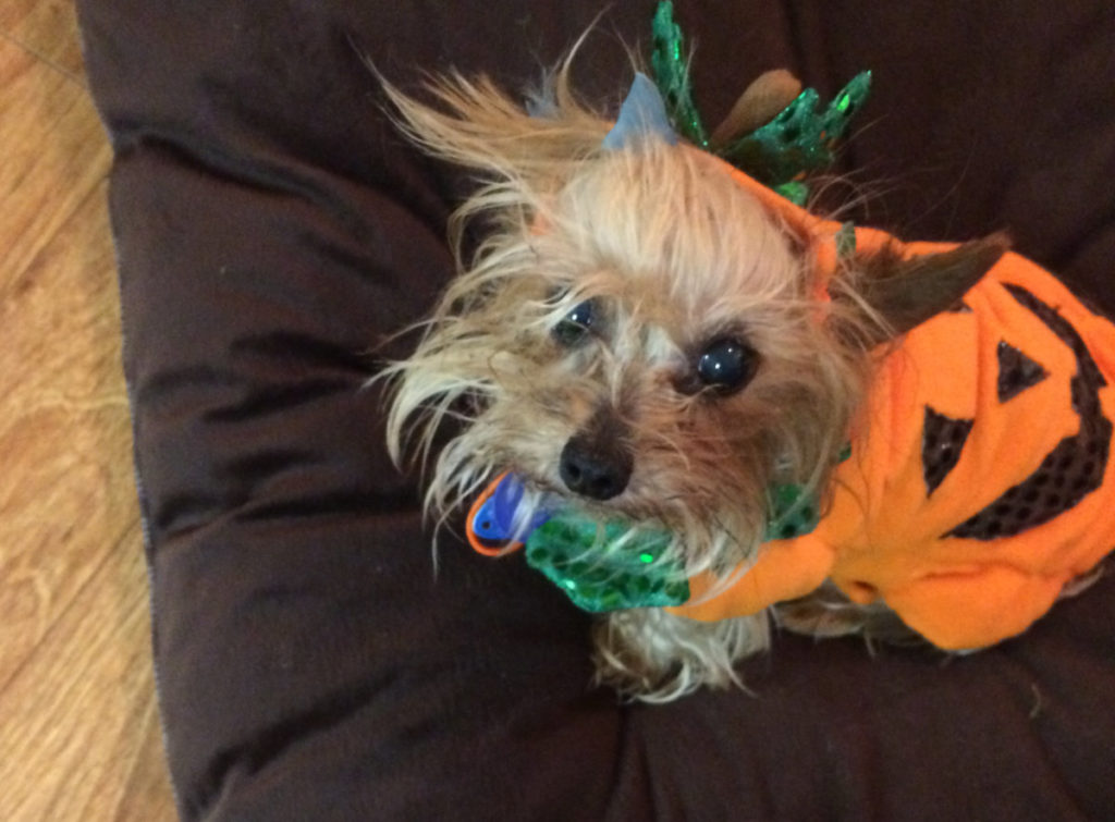 Gracie Pumpkin 2014 Cropped