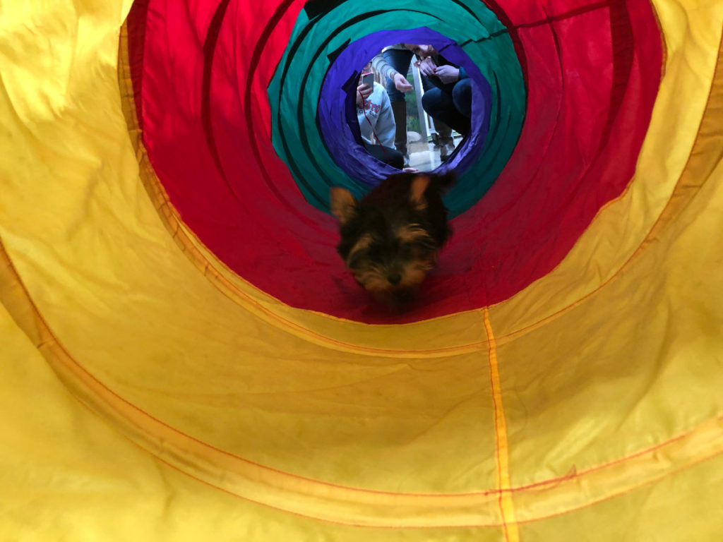 Zozo Puppy School Tunnel 2019 01 26 10.24.39 1200